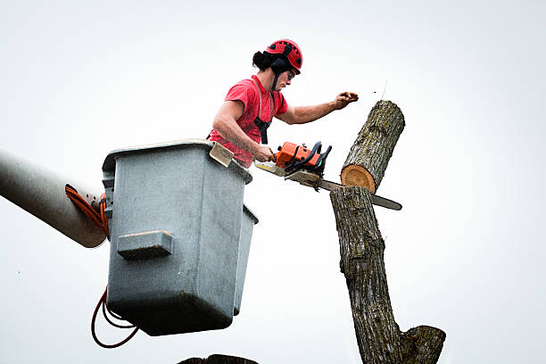 Best Tree Removal Service  in USA